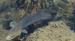 River eel